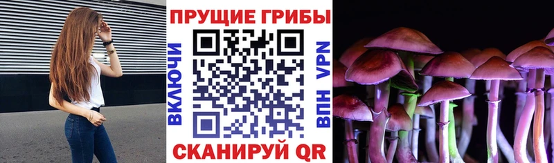 Купить  Чишмы  Галлюциногенные грибы Cubensis 